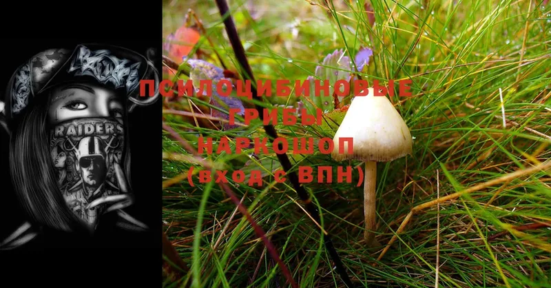 гидра ссылка  Клин  Галлюциногенные грибы Psilocybe 